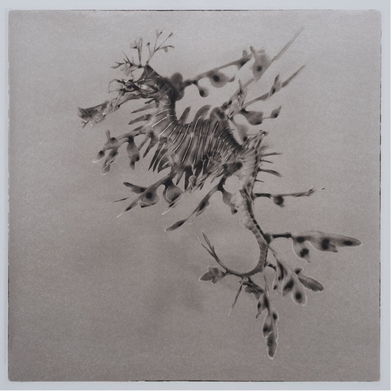 Leafy Sea Dragon ~ Phycodurus Eques ~ Figure 4 Canvas