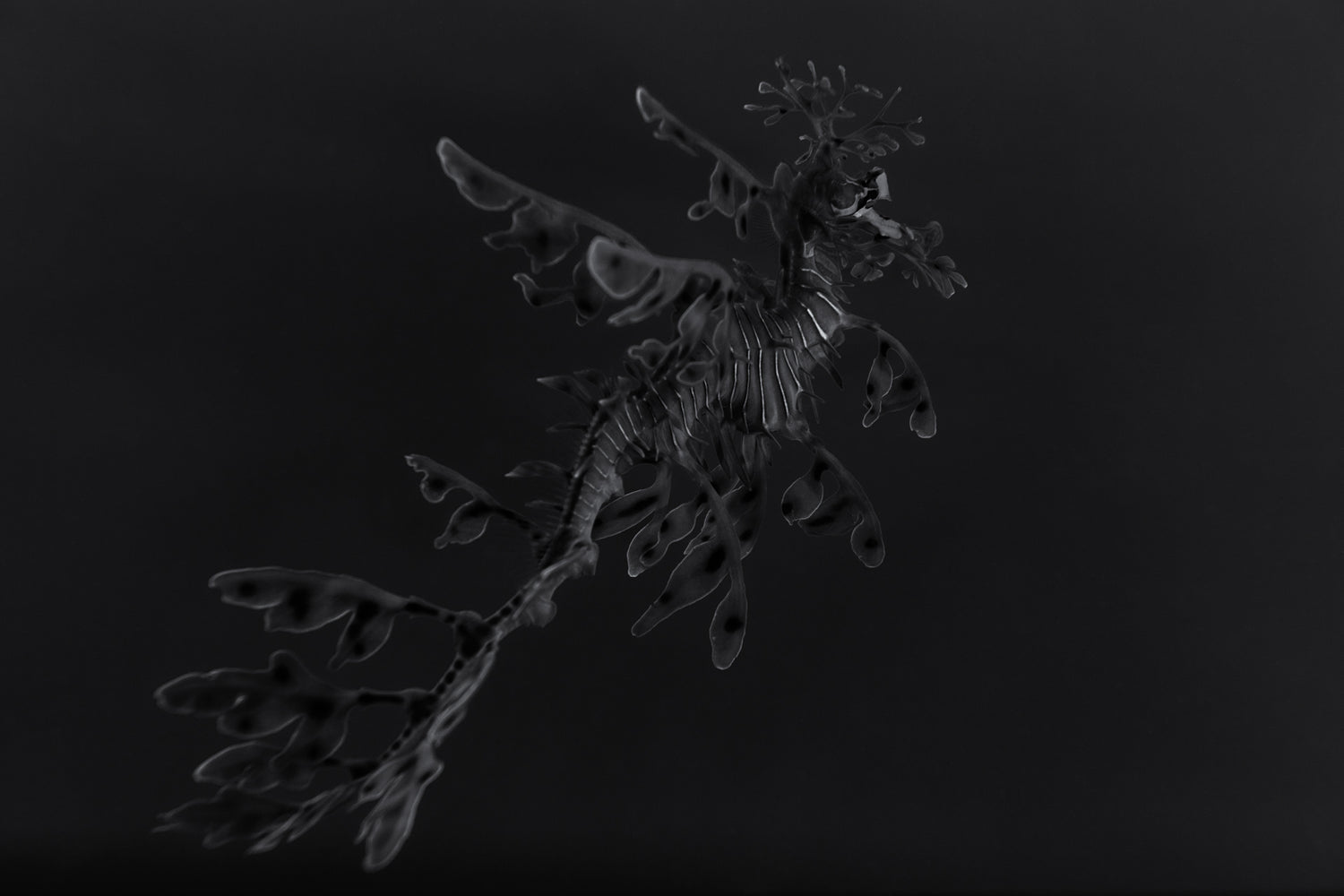 Leafy Sea Dragon ~ Phycodurus Eques ~ #1 Platine