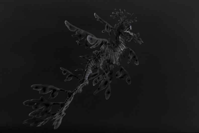 Leafy Sea Dragon ~ Phycodurus Eques ~ #1 Platine