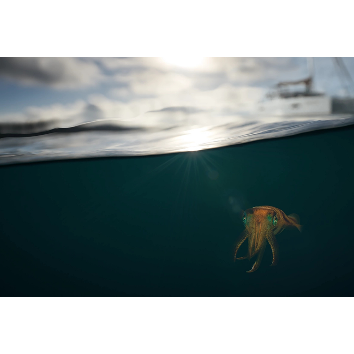 Easy Tiger Squid