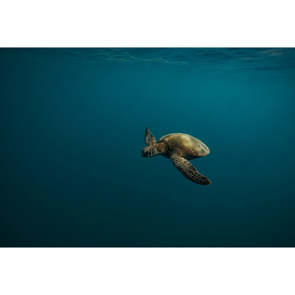 Gliding Turtle