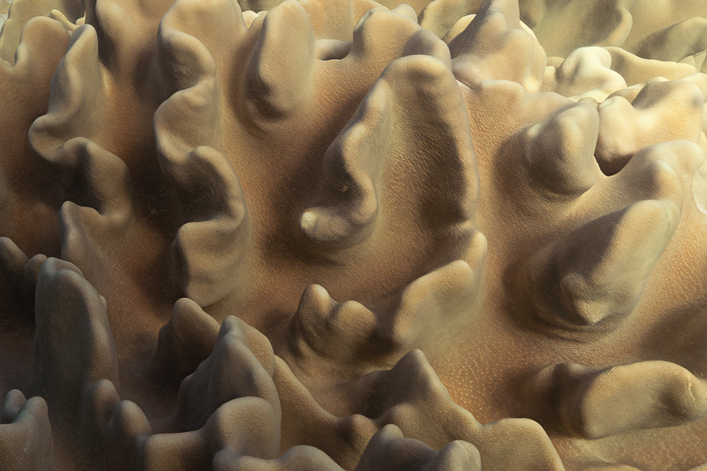 Sunlit Terrain