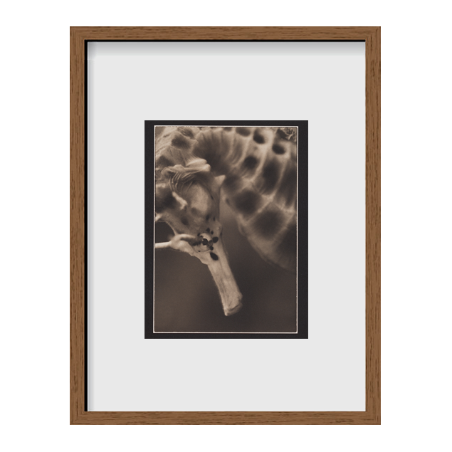 Bigbelly Seahorse ~ Hippocampus Abdominalis ~ Detail 1