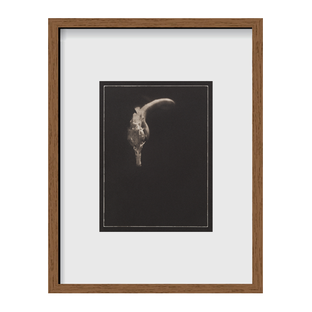 Bigbelly Seahorse ~ Hippocampus Abdominalis ~ Figure 1