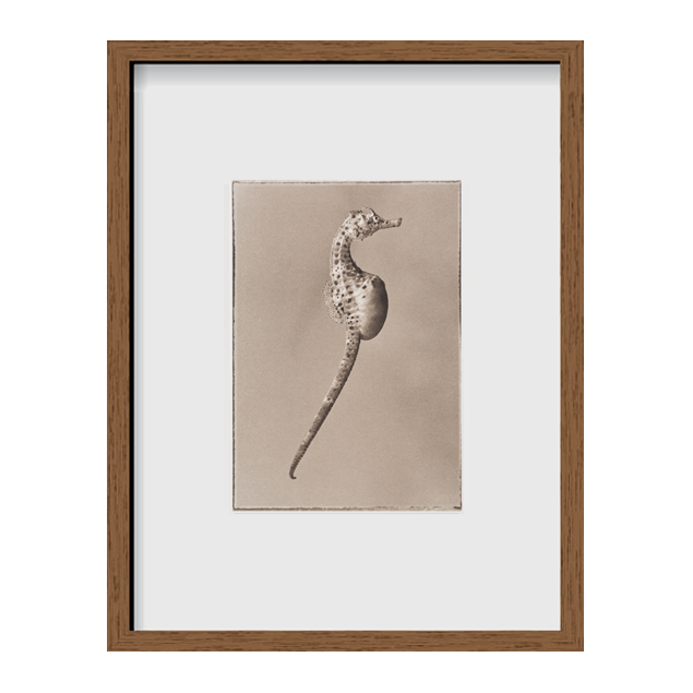 Bigbelly Seahorse ~ Hippocampus Abdominalis ~ Figure 2