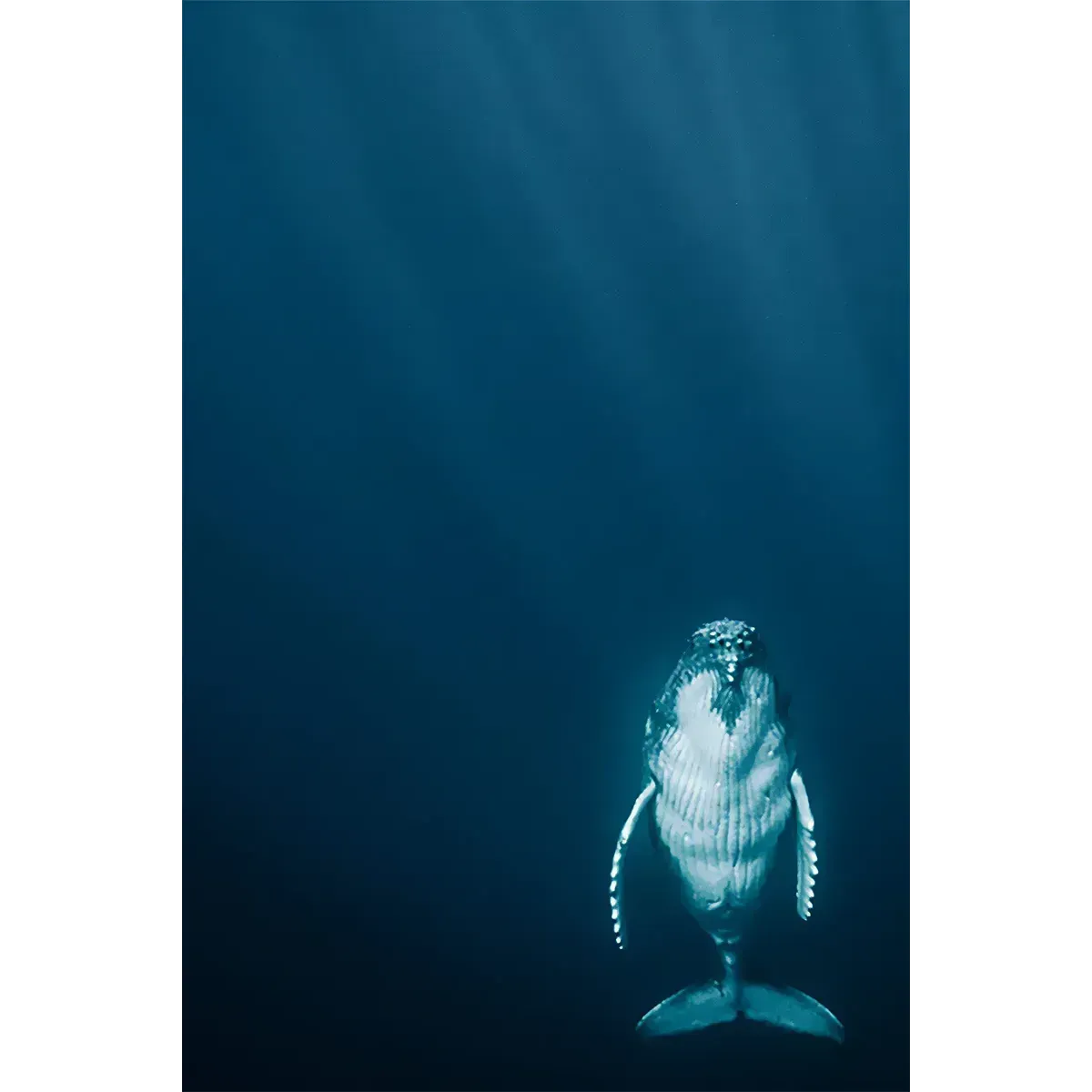 Bob