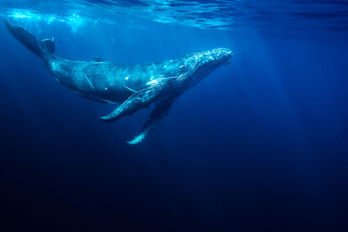 Whale Hello There