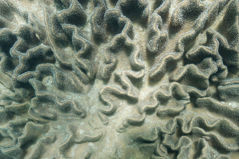 Coral Cartography