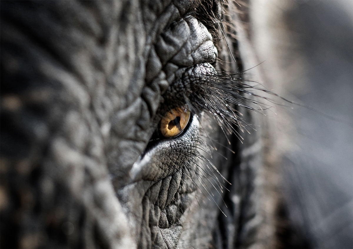 Elephant Oculus