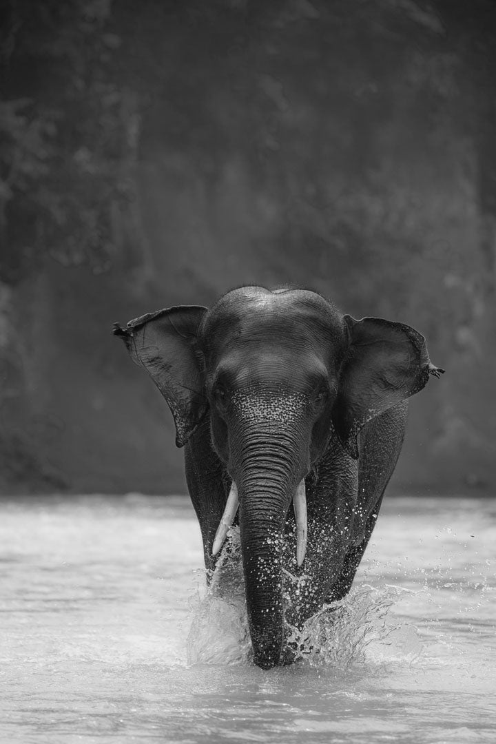 Tell Your Story Walking