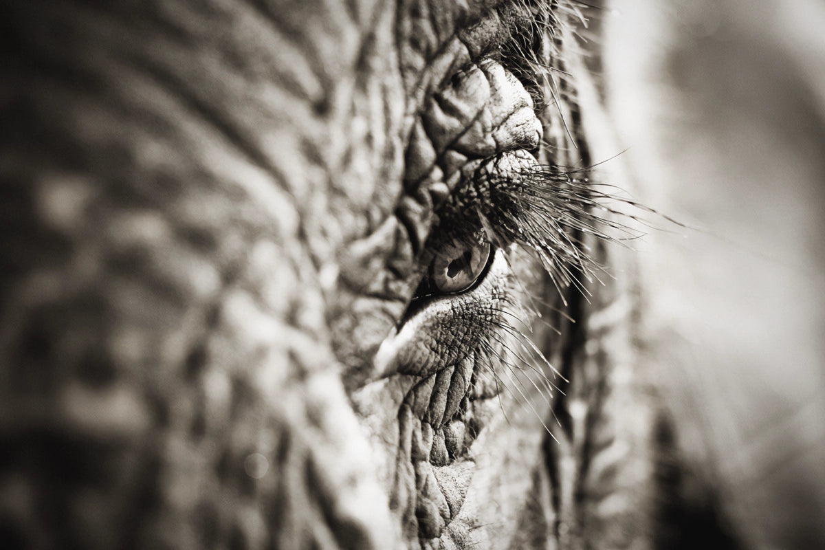 Elephant Oculus