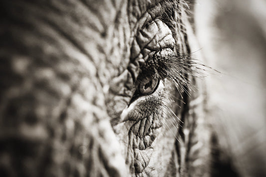 Elephant Oculus