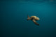 Gliding Turtle