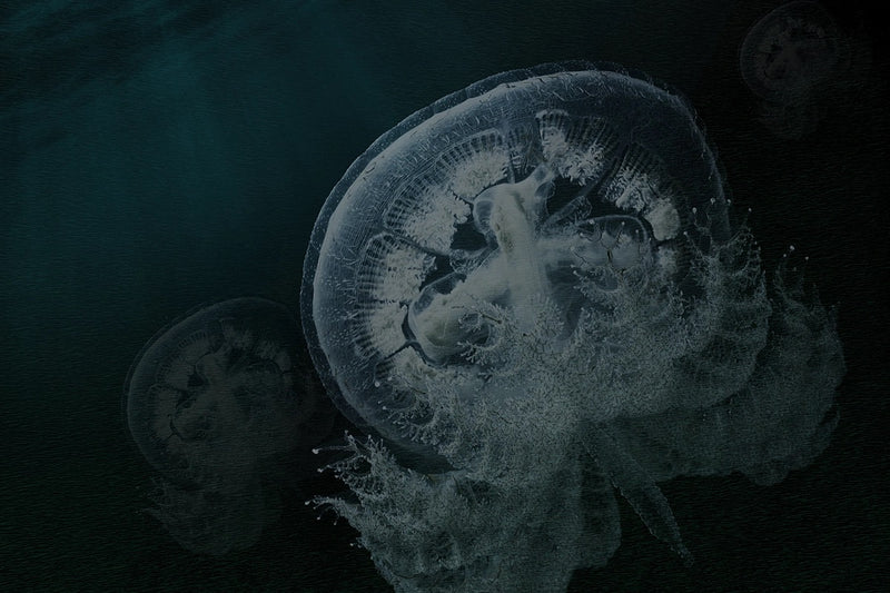 Ghost In The Current