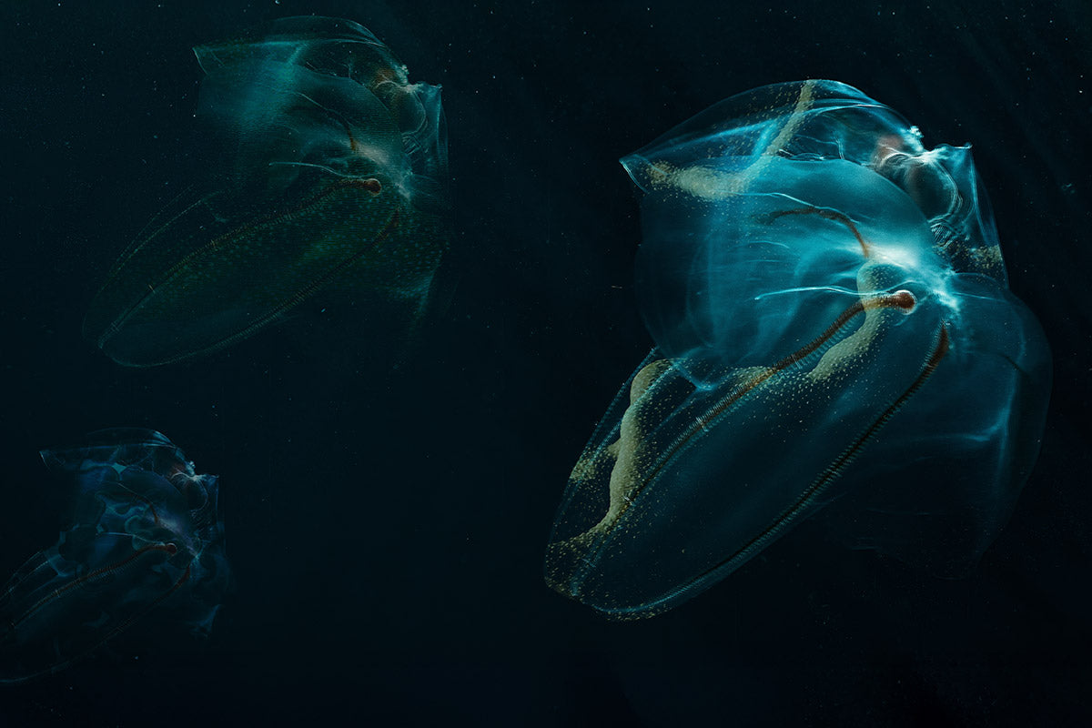 Prometheus