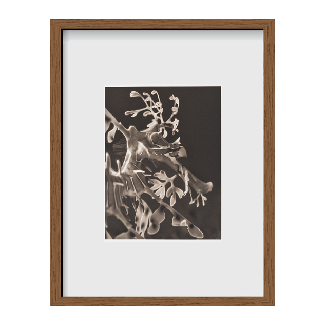 Leafy Sea Dragon ~ Phycodurus Eques ~ Detail 1