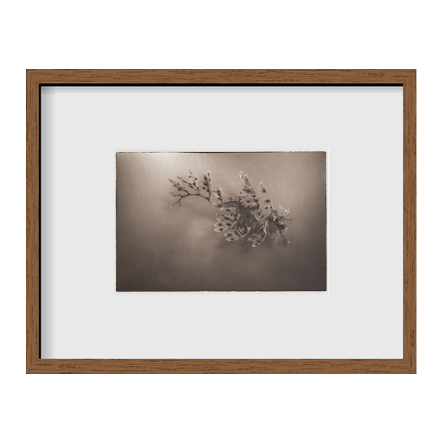 Leafy Sea Dragon ~ Phycodurus Eques ~ Figure 1