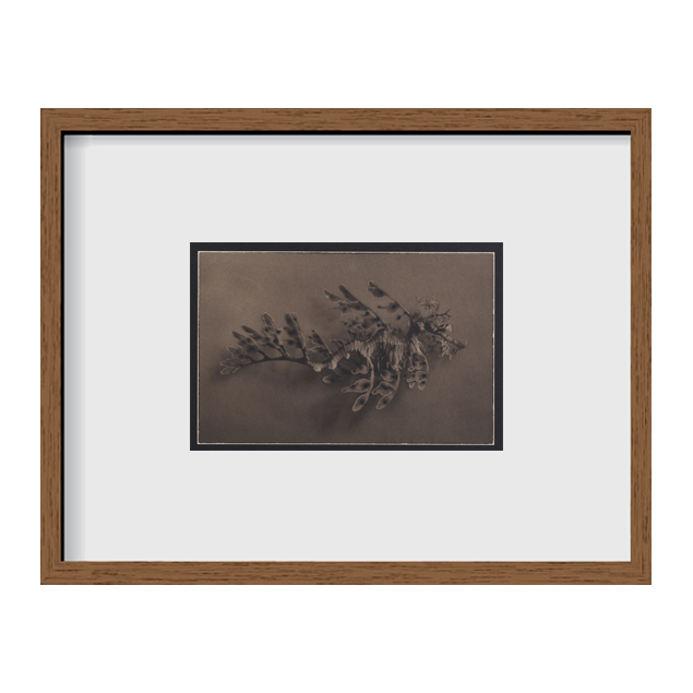 Leafy Sea Dragon ~ Phycodurus Eques ~ Figure 2