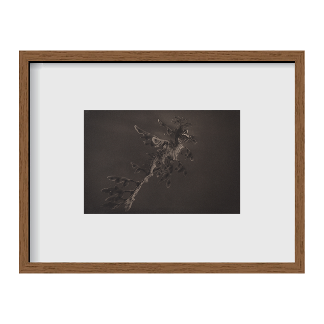 Leafy Sea Dragon ~ Phycodurus Eques ~ Figure 3