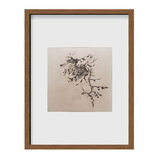 Leafy Sea Dragon ~ Phycodurus Eques ~ Figure 4