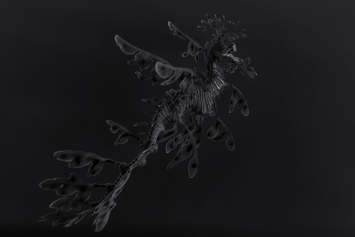 Leafy Sea Dragon ~ Year Of The Dragon