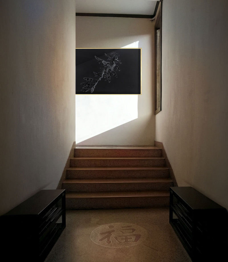 Leafy Sea Dragon ~ Year Of The Dragon