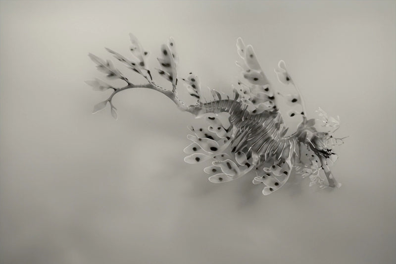 Look At Me, I'm Leafy