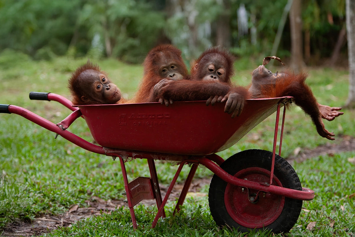 Ride Share