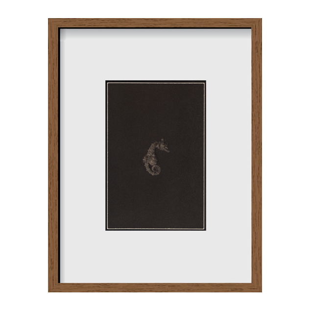 Shorthead Seahorse ~ Hippocampus Breviceps ~ Figure 1