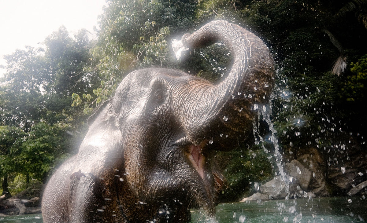 Joy In The Jungle