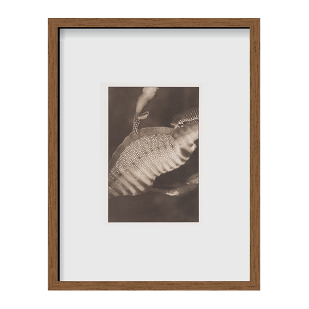 Weedy Sea Dragon ~ Phyllopteryx Taeniolatus ~ Detail 1