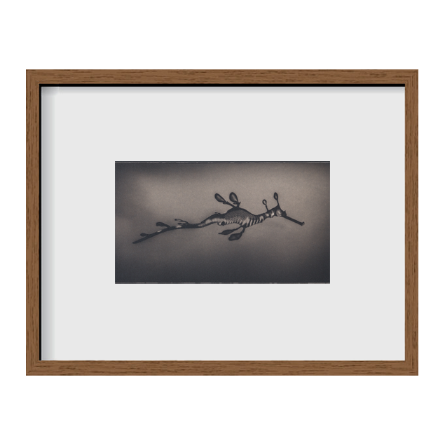 Weedy Sea Dragon ~ Phyllopteryx Taeniolatus ~ Figure 1