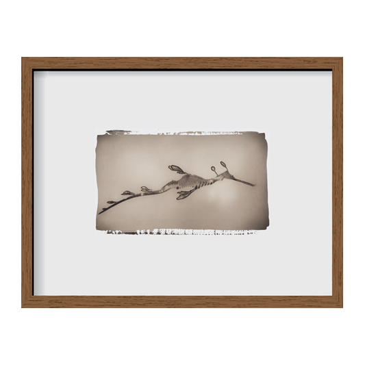 Weedy Sea Dragon ~ Phyllopteryx Taeniolatus ~ Figure 2