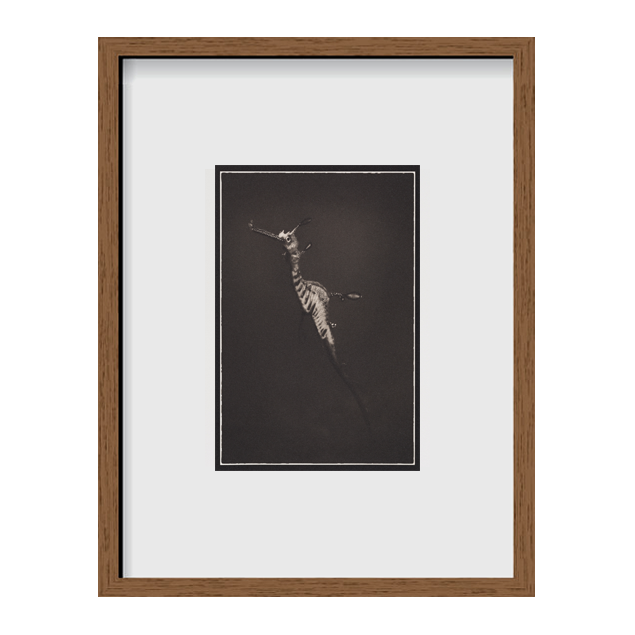 Weedy Sea Dragon ~ Phyllopteryx Taeniolatus ~ Figure 3