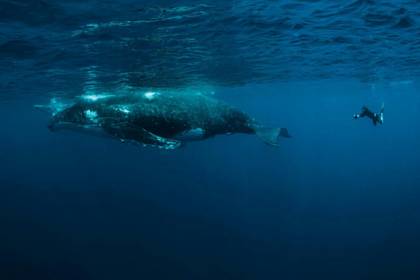 Image with text section